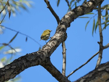 カラフトムシクイ 奥林匹克森林公園(北京) 2021年10月17日(日)