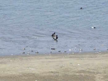 Greater Scaup Kasai Rinkai Park Sun, 4/30/2017