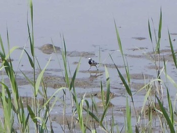 Wagtail Kasai Rinkai Park Sun, 4/30/2017