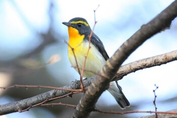 キビタキ 大阪城公園 2021年10月17日(日)