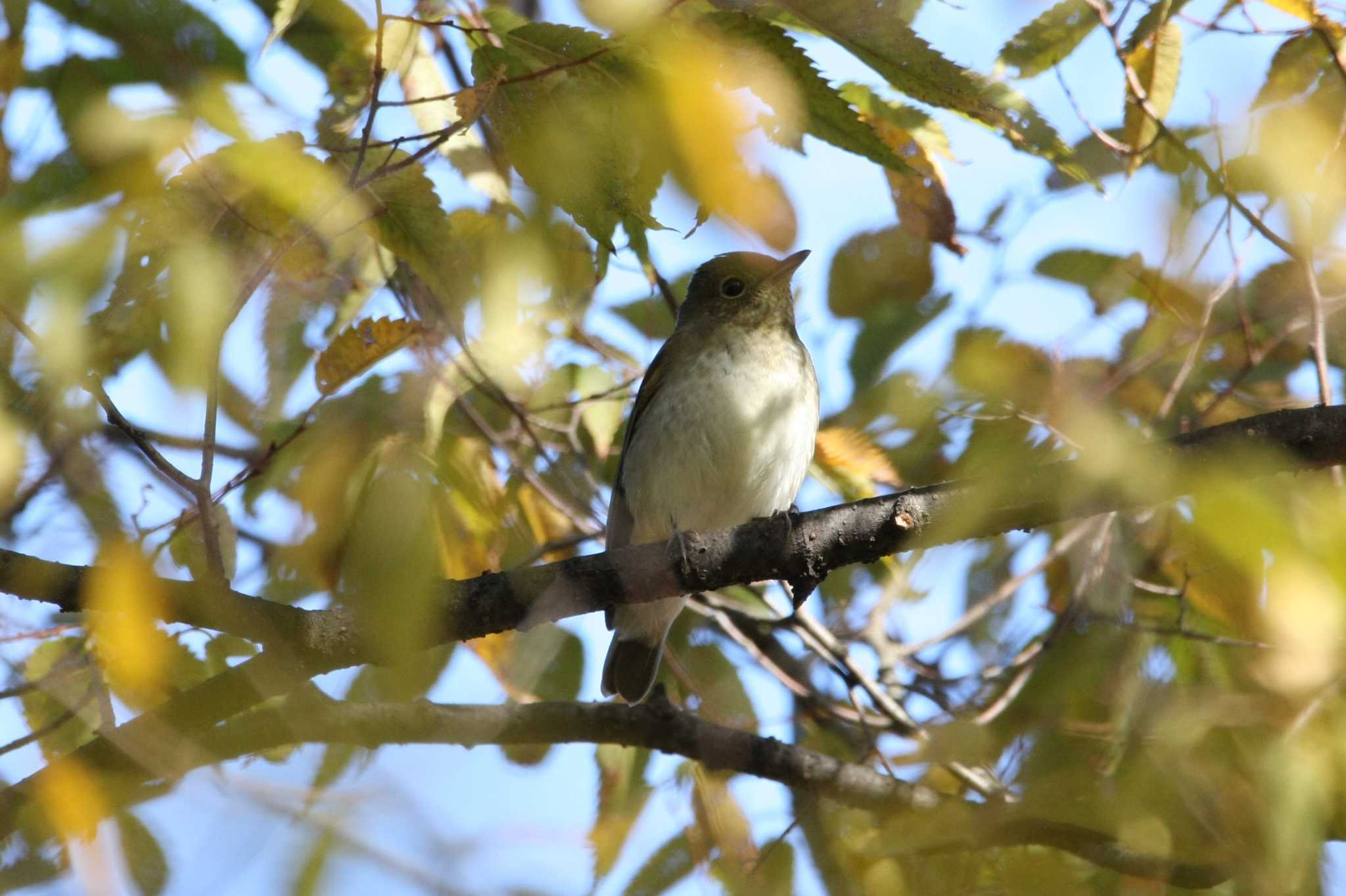 大阪城公園 キビタキの写真 by トビトチヌ