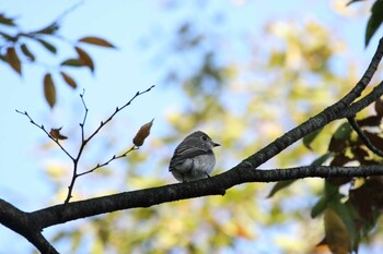 コサメビタキ 大阪城公園 2021年10月17日(日)