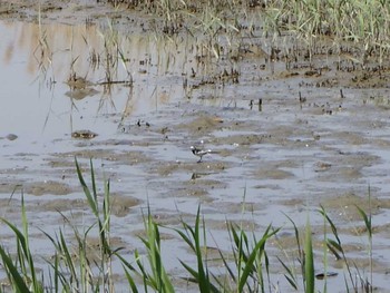 Wagtail Kasai Rinkai Park Sun, 4/30/2017