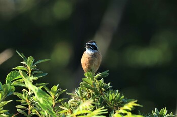 Meadow Bunting アルプス公園 Sat, 10/16/2021