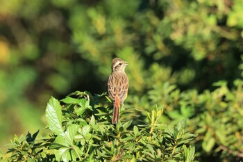 Meadow Bunting アルプス公園 Sat, 10/16/2021