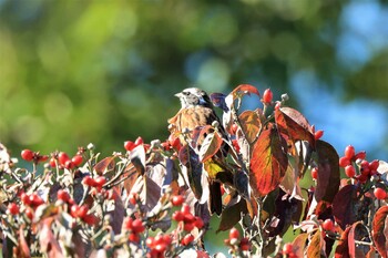 Meadow Bunting アルプス公園 Sat, 10/16/2021