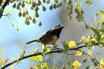 Varied Tit アルプス公園 Sat, 10/16/2021