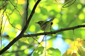 Warbling White-eye アルプス公園 Sat, 10/16/2021