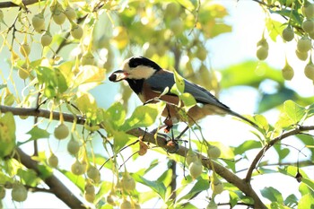 Varied Tit アルプス公園 Sat, 10/16/2021