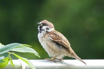 Eurasian Tree Sparrow Ukima Park Sun, 10/10/2021