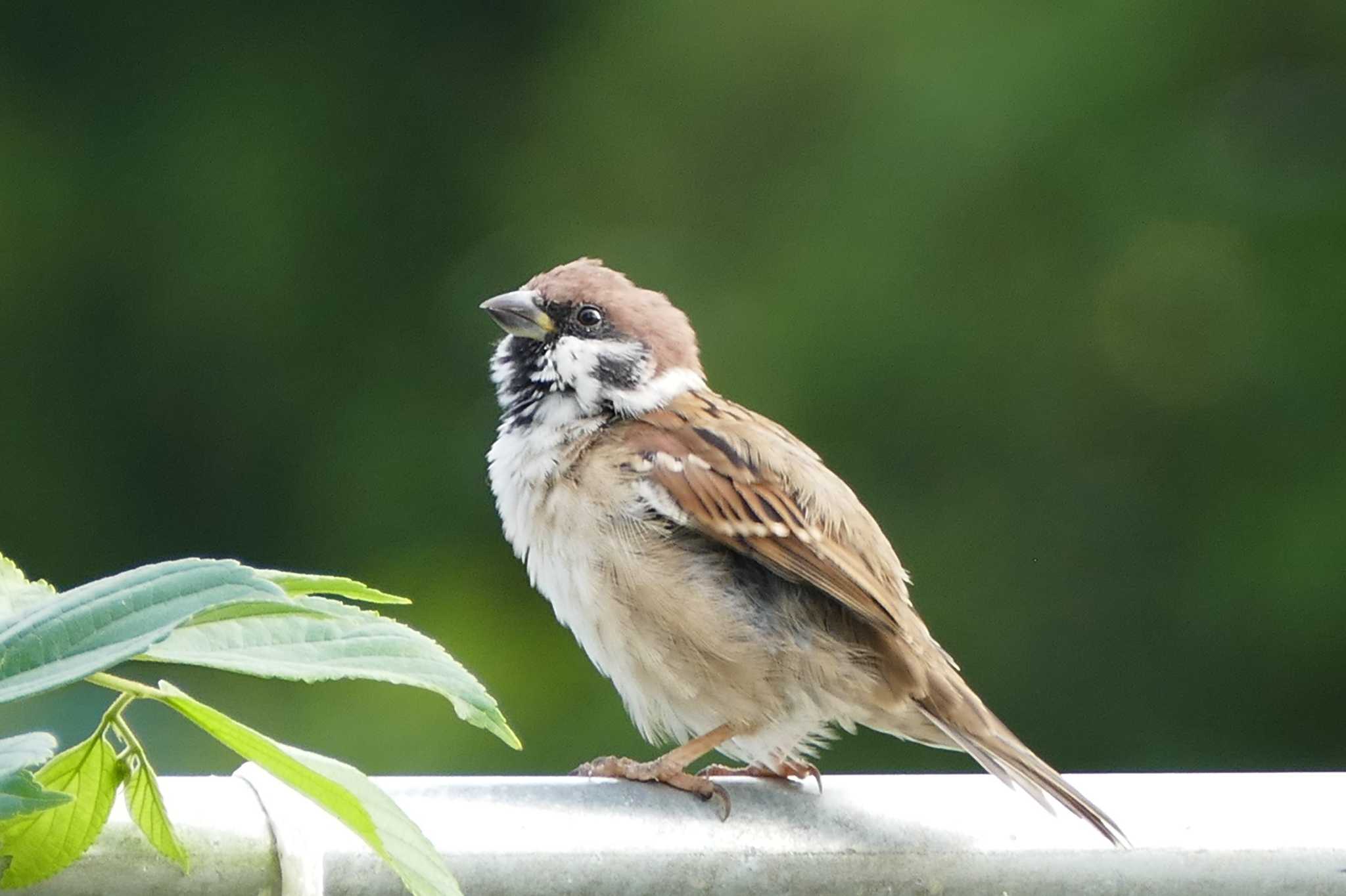 Eurasian Tree Sparrow