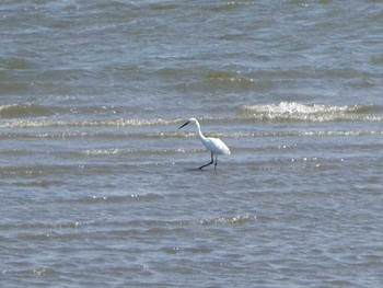 Great Egret Kasai Rinkai Park Sun, 4/30/2017