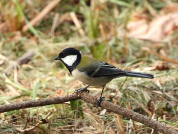 2021年10月16日(土) 服部緑地の野鳥観察記録