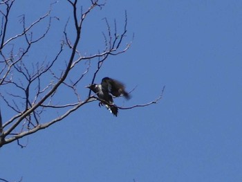 White-cheeked Starling Kasai Rinkai Park Sun, 4/30/2017