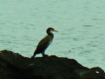 Sat, 9/11/2021 Birding report at 長井漁港