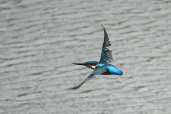 2021年10月17日(日) 堀内公園、他の野鳥観察記録