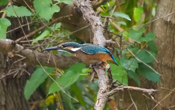 2021年10月13日(水) 恩智川治水緑地の野鳥観察記録