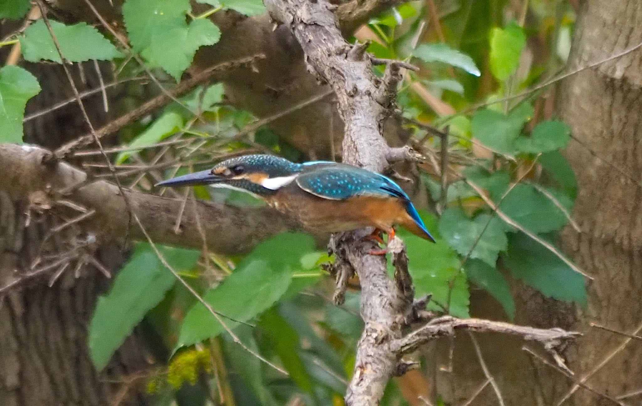 Common Kingfisher