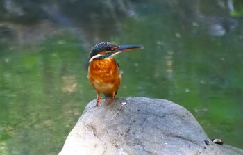 Common Kingfisher 長居植物園 Thu, 10/14/2021