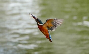 カワセミ 城北公園 2021年10月17日(日)