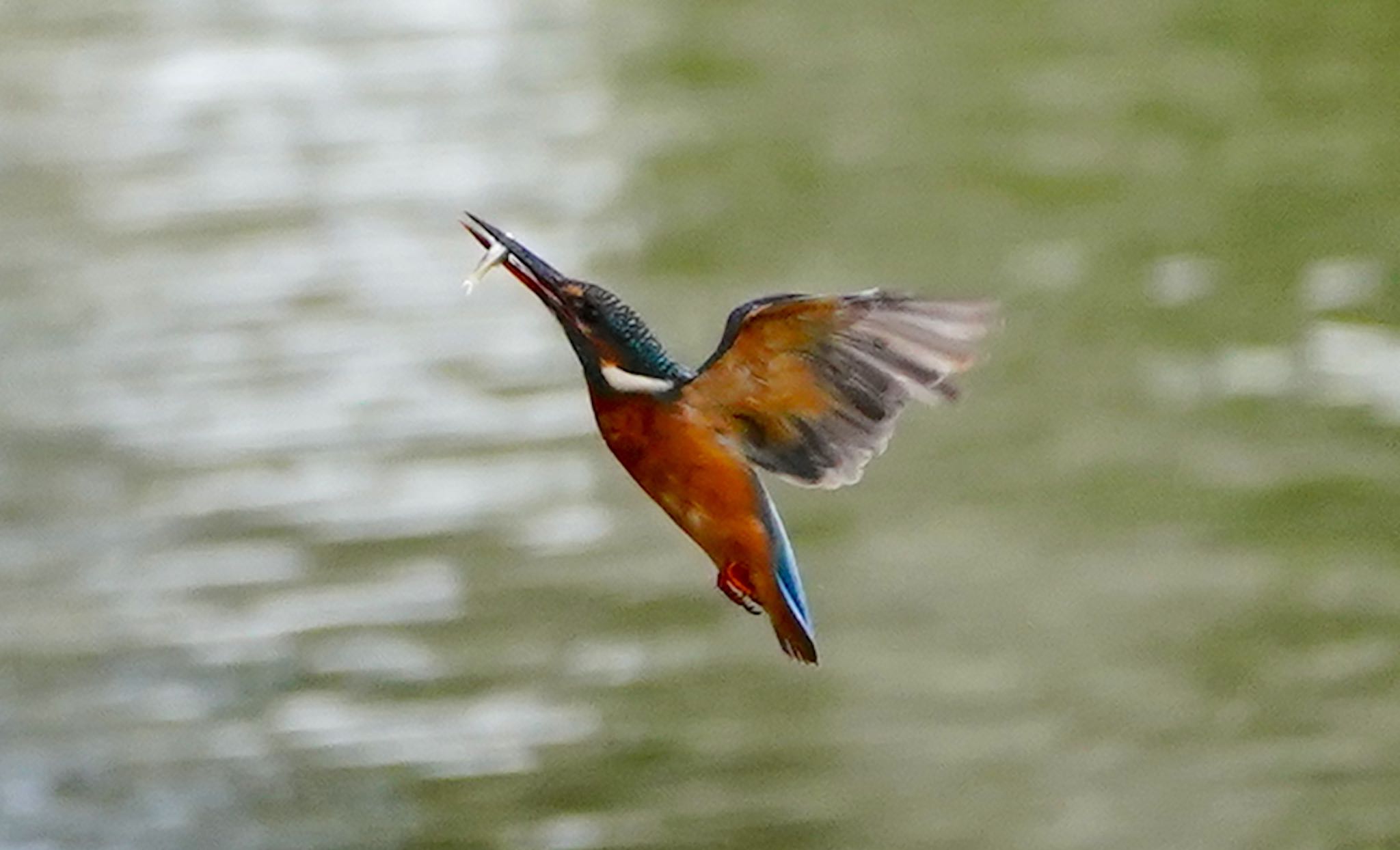 Common Kingfisher