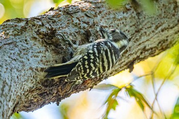 Japanese Pygmy Woodpecker 加古大池 Mon, 9/27/2021