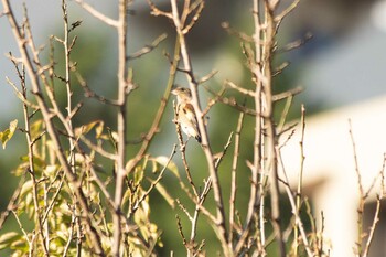 2021年10月15日(金) 熱海梅園の野鳥観察記録