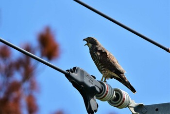 Grey-faced Buzzard 東村 Sun, 10/17/2021