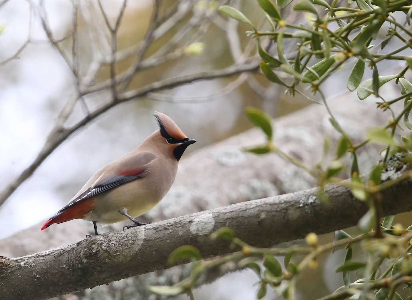 Photo of Japanese Waxwing at  by My