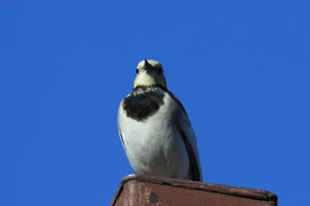 ハクセキレイ 朝宮公園(春日井市) 2021年10月14日(木)