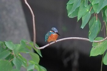 カワセミ 朝宮公園(春日井市) 2021年10月18日(月)