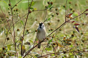 2021年10月18日(月) 潟ノ内(島根県松江市)の野鳥観察記録