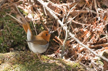 Japanese Robin 大台ケ原 Sun, 4/30/2017