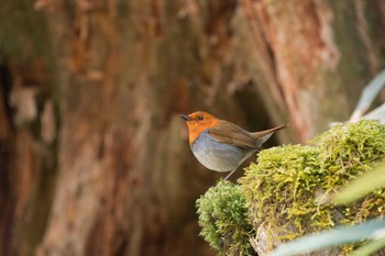 Japanese Robin 大台ケ原 Sun, 4/30/2017