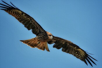 Black Kite 茨城県 Sun, 9/19/2021