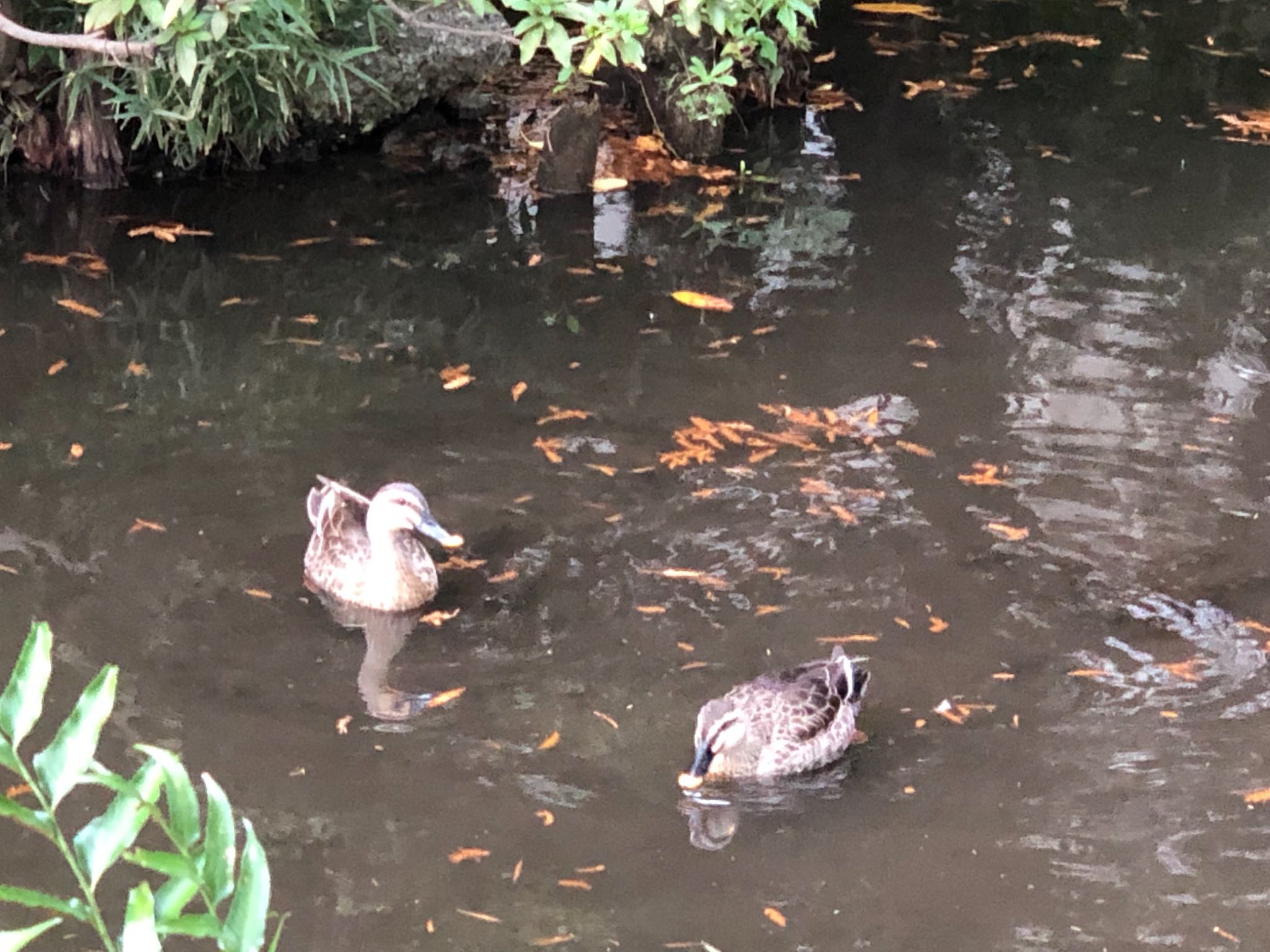 横十間川親水公園(東京都江東区) カルガモの写真 by のぐち