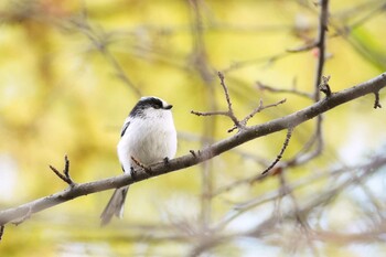 2021年10月17日(日) 戦場ヶ原の野鳥観察記録