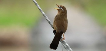 ガビチョウ 東京都 2017年4月26日(水)