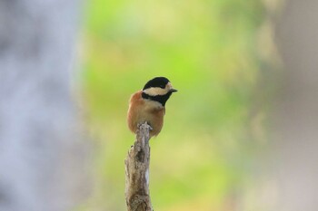 Varied Tit 西岡水源地 Mon, 10/18/2021