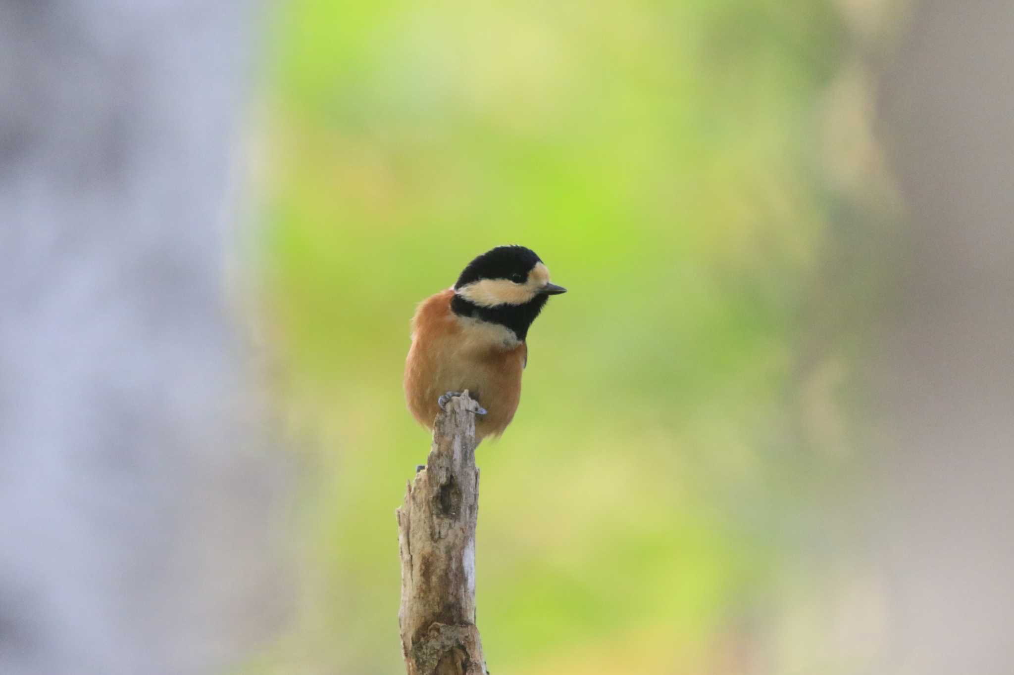 Photo of Varied Tit at 西岡水源地 by contador