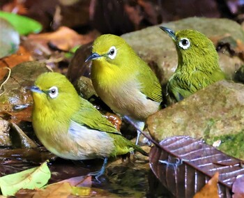 メジロ ささやまの森公園(篠山の森公園) 2021年10月17日(日)