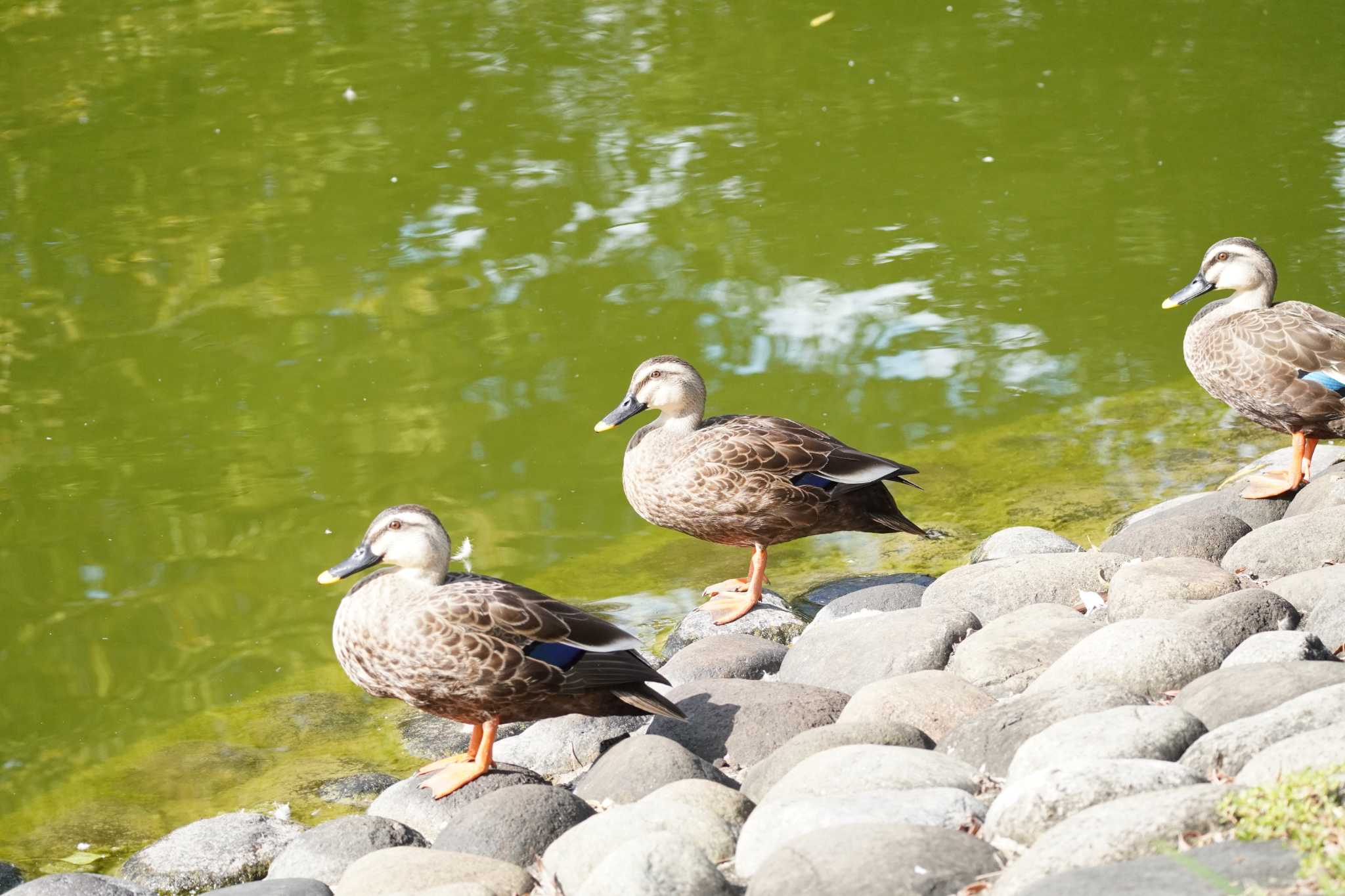 埼玉県 カルガモの写真 by どばと