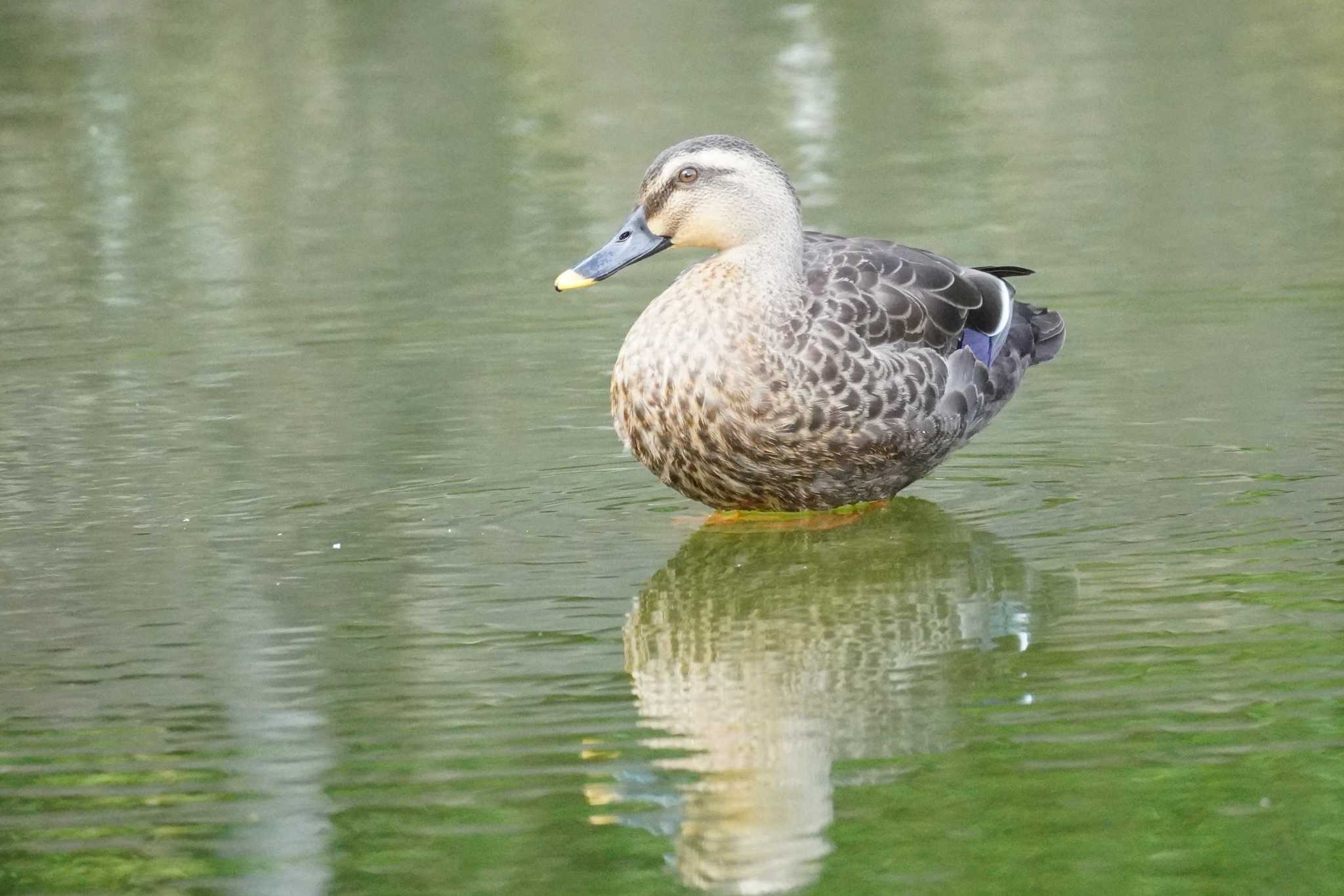 埼玉県 カルガモの写真 by どばと