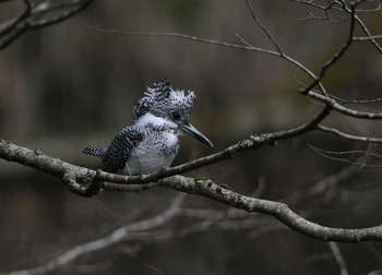 Crested Kingfisher Unknown Spots Sat, 4/22/2017