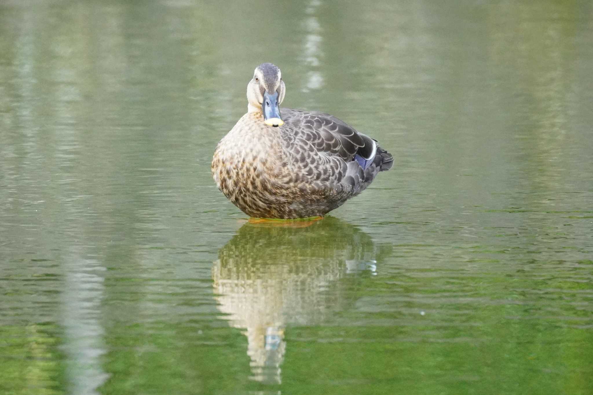 埼玉県 カルガモの写真 by どばと