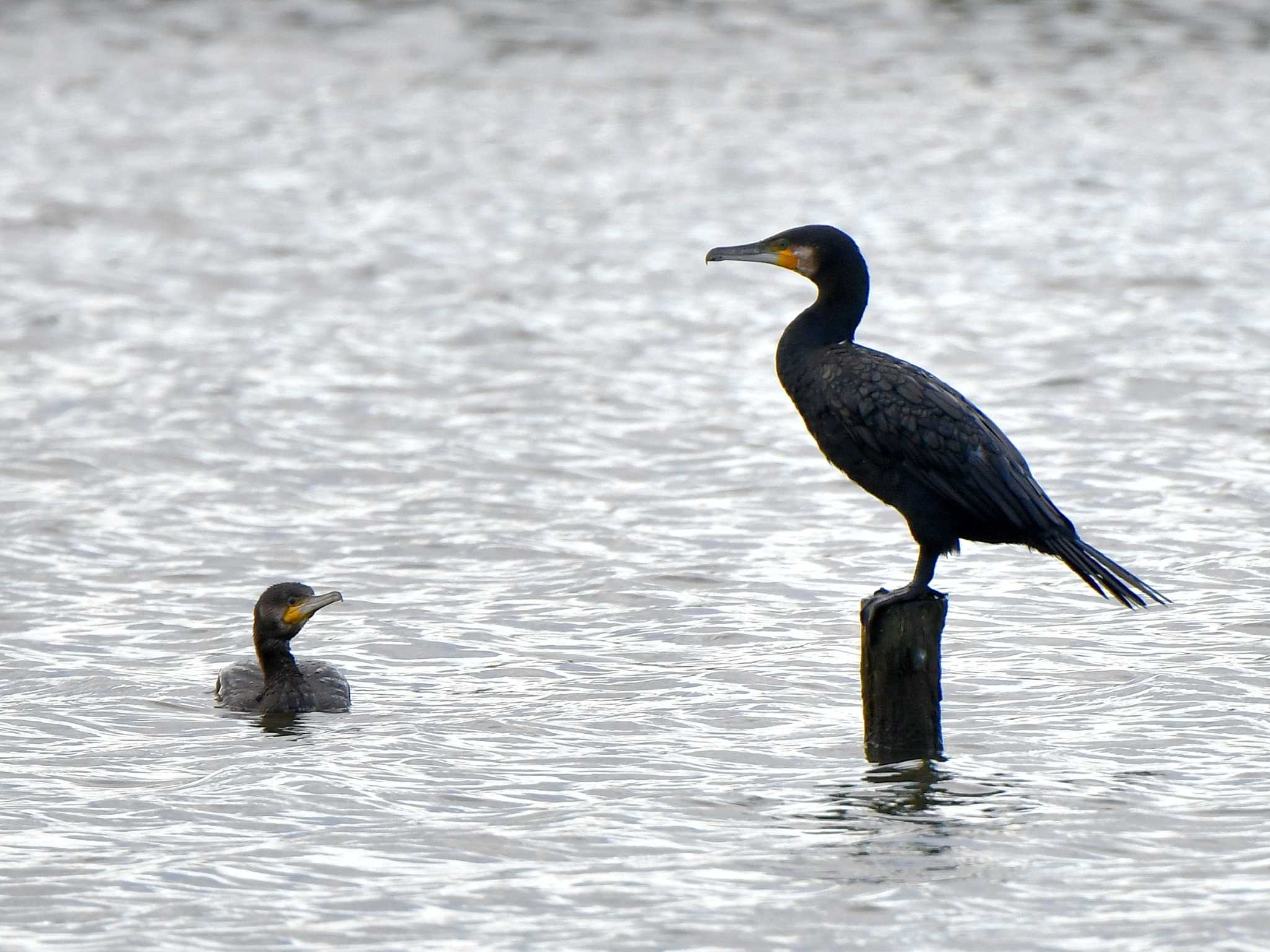 麻機遊水地 カワウの写真 by P WORKLAB.com