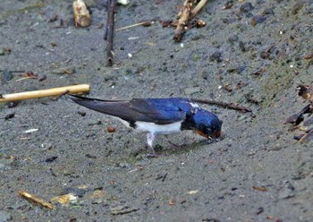 Barn Swallow Unknown Spots Sat, 4/29/2017