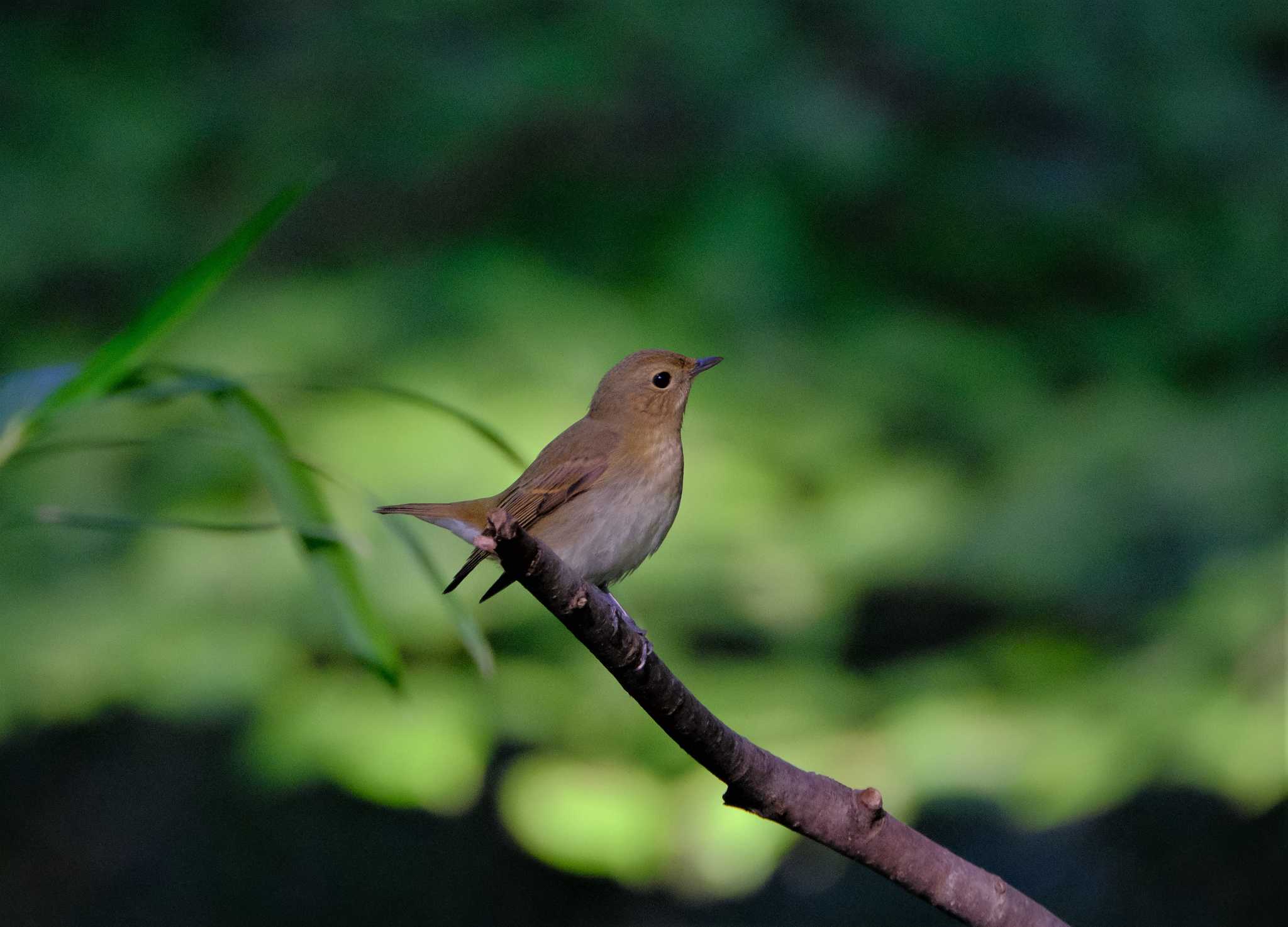 東京都立桜ヶ丘公園(聖蹟桜ヶ丘) キビタキの写真 by taiga