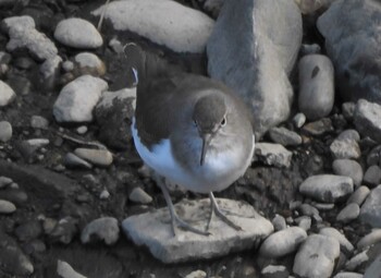 Common Sandpiper 境川親水地公園 Mon, 10/18/2021