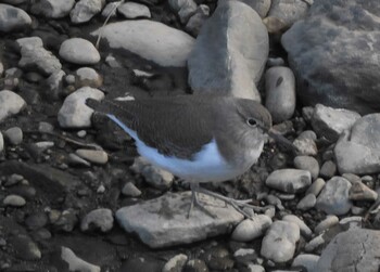 Common Sandpiper 境川親水地公園 Mon, 10/18/2021